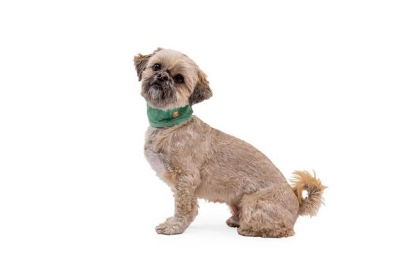 Ruffwear Swamp Cooler Neck Gaiter Aurora Teal/ Heliotrope Purple XXS Ruffwear Swamp Cooler Neck Gaiter Aurora Teal/ Heliotrope Purple XXS